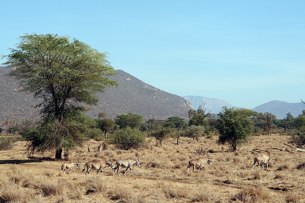 1024px-Reserve_samburu_paysage