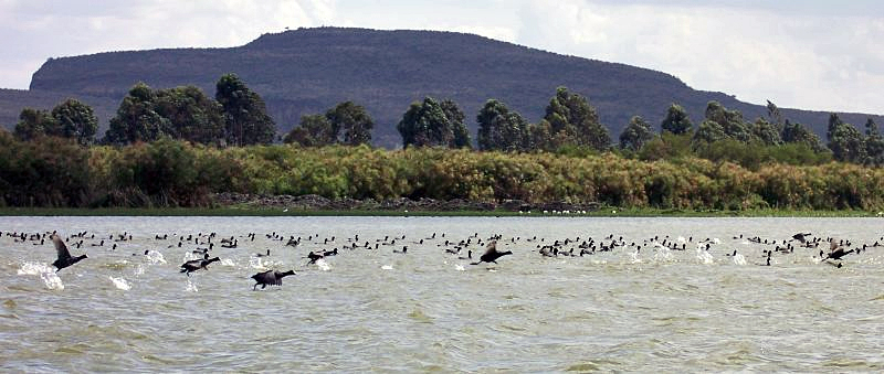 Birds_at_Lake_Naivasha_(300261994)