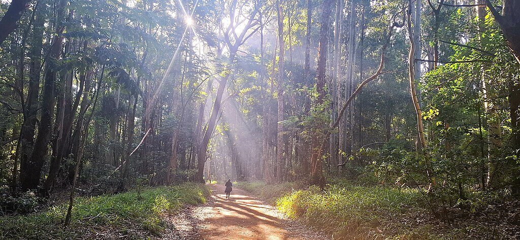 Karura_Forest-Nairobi