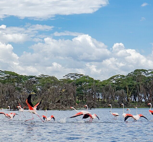Naivasha/Elementaita